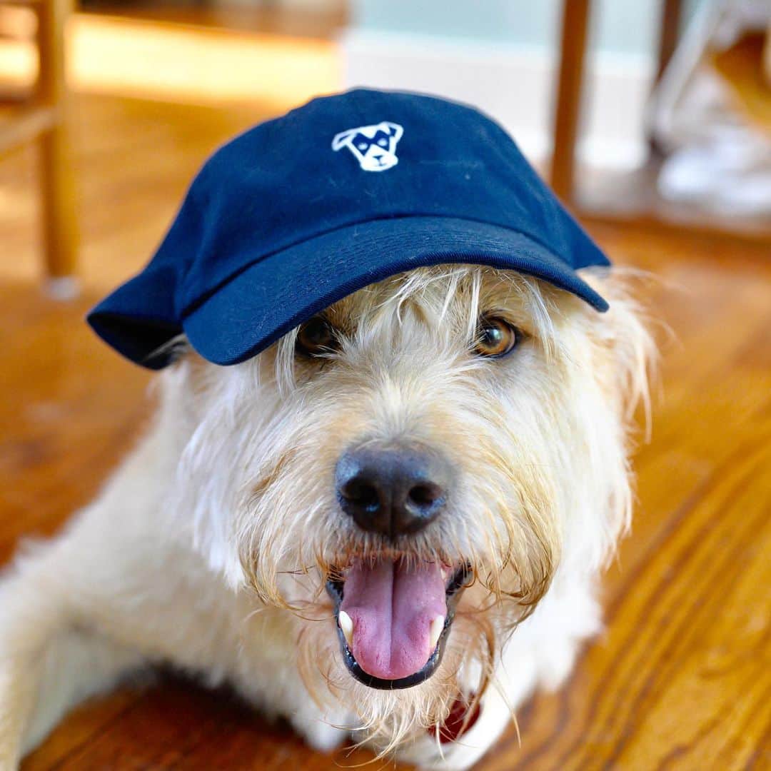 The Dogistさんのインスタグラム写真 - (The DogistInstagram)「New navy hats! Look as handsome as Tito and get 25% off this weekend with code LABORDAY25 at @thedogistshop , link in bio」9月1日 4時50分 - thedogist