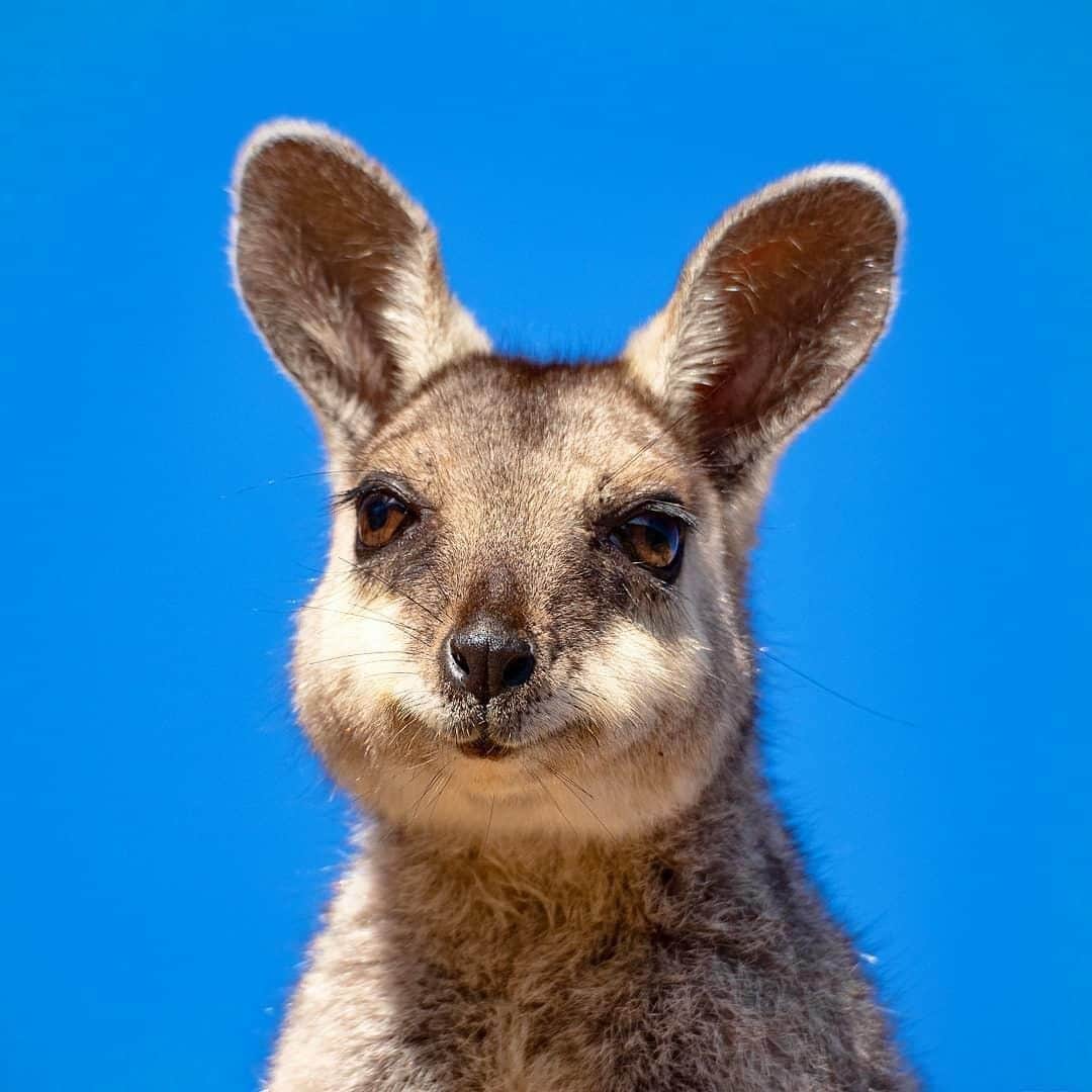 Australiaさんのインスタグラム写真 - (AustraliaInstagram)「When you just woke up from a nap not knowing what year it is. 🤨 @totalgratitude spotted this #wallaby at @westernaustralia’s #CapeRangeNationalPark, where it lives amongst ancient limestone ranges, breathtaking deep canyons and crystal clear water. Located near @australiascoralcoast’s #Exmouth, you can join a guided tour with @ningaloosafari or @exmouthadventureco to explore the park, and make sure to keep an eye out for #wildlife along the way.  #seeaustralia #justanotherdayinwa #coralcoast #wildlifephotography #travel」9月1日 15時00分 - australia