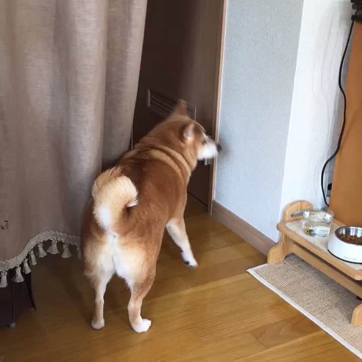 マル子のインスタグラム：「これからお風呂に入れられることを察して軽く震えながら逃げ惑う子😱 #マル子  #かめマル子  #お風呂が怖い」