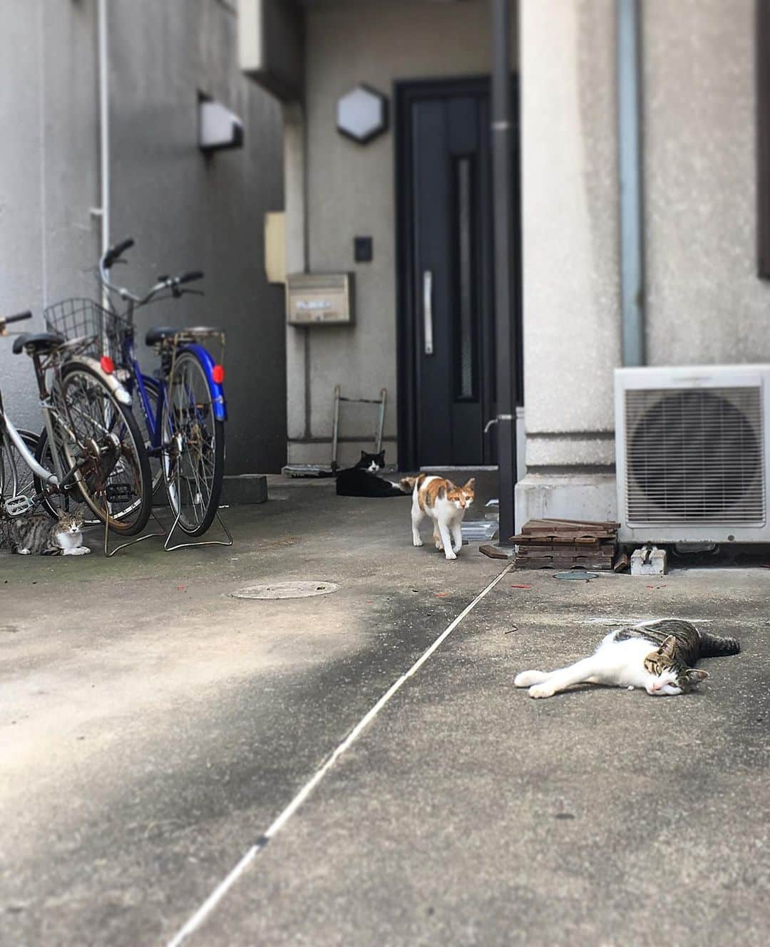 田上よしえさんのインスタグラム写真 - (田上よしえInstagram)「なんだ？ここには神が住んでいるのか？ #ねこ」9月1日 15時09分 - tanoueyoshie