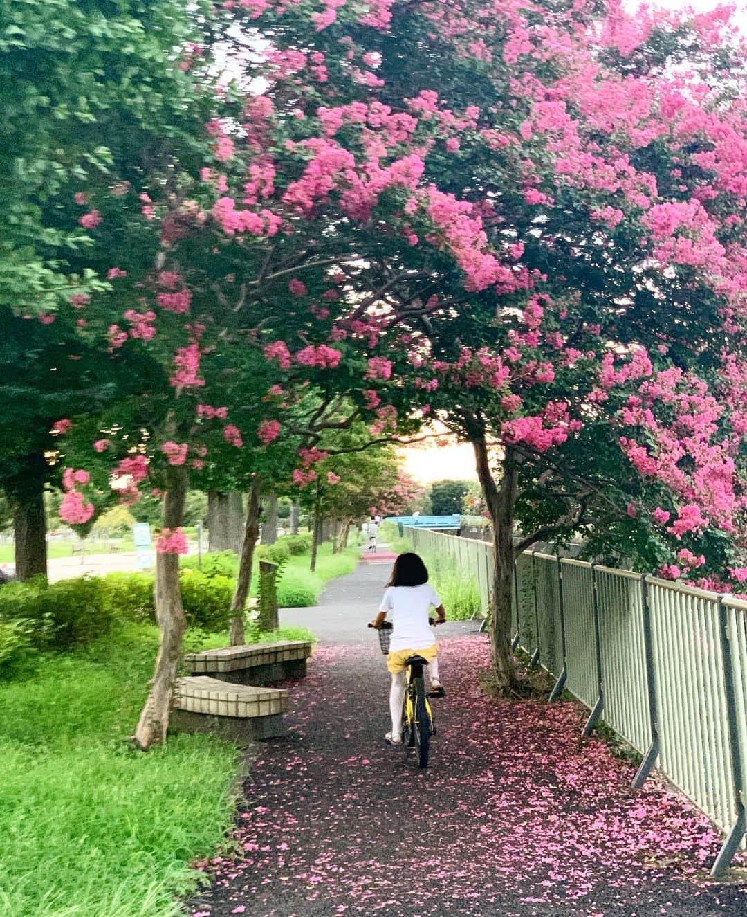 AYUMIさんのインスタグラム写真 - (AYUMIInstagram)「今日から9月のはじまり 8月にありがとうを。またひとつ季節がすすんでいくのね 自転車をこいでいると 大好きな百日紅のお花が満開 . . #今日から9月 #娘と自転車 #百日紅 #美しき自然の色」9月1日 15時28分 - ayumiayunco