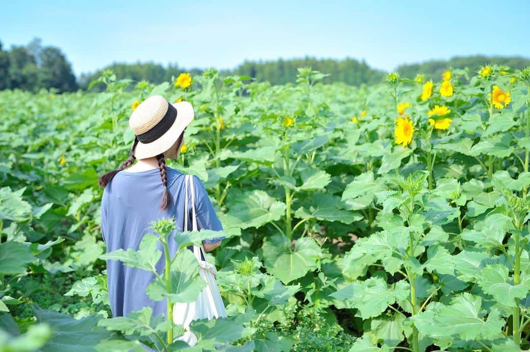 河村友歌のインスタグラム：「世間は夏休み最終日らしいので夏っぽい写真を振り返りたくて🌻  #向日葵 #ひまわり #ひまわり畑 #水戸 #夏休み #夏 #夏の思い出 #ポートレート #portrait #photo #summer」