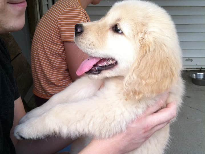 モヒートさんのインスタグラム写真 - (モヒートInstagram)「6 years ago today I went home with my mommy and daddy. They  call this day my “mozerversary”💜 ------------------------------- #goldensofig #goldenretriever  #goldenretrieversofinstagram #betterwithpets #dogsofig  #dogsofinstagram #fluffypack #gloriousgoldens #welovegoldens #ilovemydog #goldenlife #bestwoof #ProPlanDog #ilovegolden_retrievers #mydogiscutest #retrieversgram #dogsofcle  #puppy #happygotchaday #gotchaday」9月1日 7時28分 - mojito_rose_family