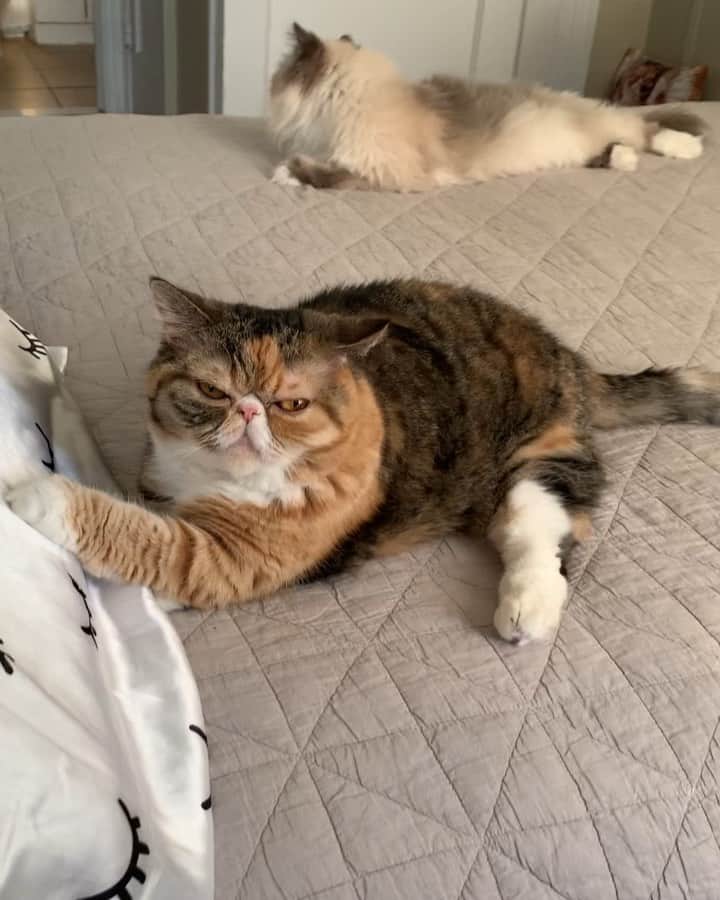 Tinaのインスタグラム：「Enjoying a super lazy lounging caturday!」