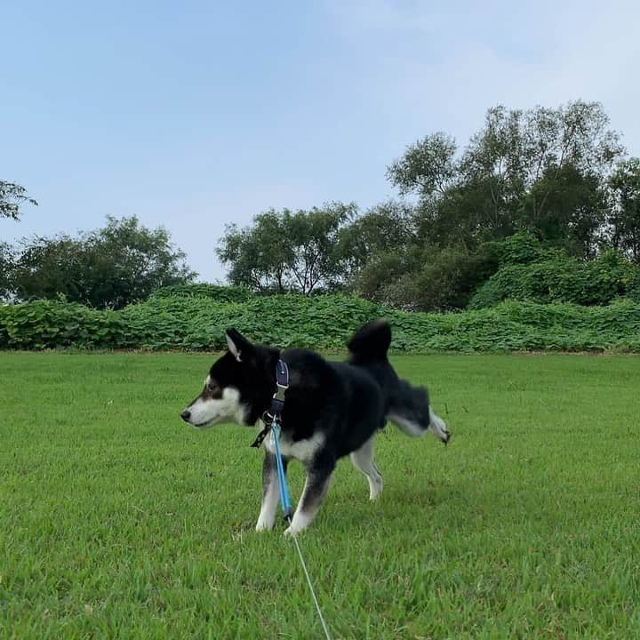 のインスタグラム：「豆さん本日の蹴りっ➰ #豆の蹴りっ #今日から9月 #朝んぽ #kuroshiba #blackshiba #shibainu #shibastagram #instadog #dogstagram #柴犬 #黒柴 #黑柴 #日本犬 #和犬 #癒し犬 #いぬら部 #ふわもこ部 #柴犬部 #モフモフ生命体 #柴犬のいる暮らし #わんこのいる暮らし #わんこのいる生活 #わんこと一緒 #わんダ動 #わんだふるjapan」