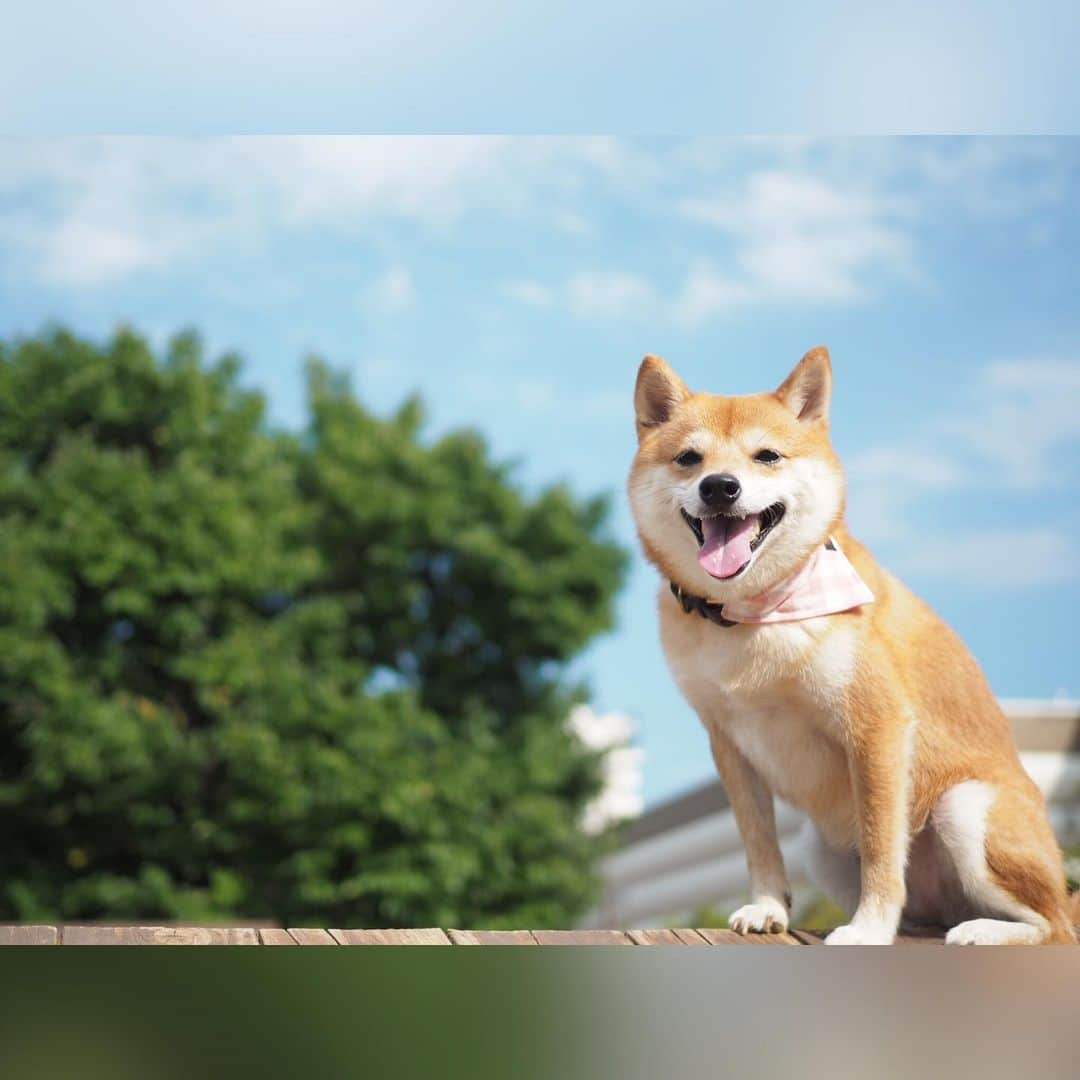 豆柴にこちゃんさんのインスタグラム写真 - (豆柴にこちゃんInstagram)「🐶 おはよー 昨日の昭島カインズ。 にこもパパもたくさん走りました🐾 . ②-④アジリティ失敗。跳ぶ気ゼロ。 ⑤唯一成功。しかし2回目は… . あ、私はゴンさん派です。 DMで数件質問頂いたので 笑。 #凪のお暇 . #柴犬#豆柴#pecoいぬ部#犬#わんこ#犬#ここ柴部#shibainu#dog#mameshiba#pecotv#dog#いぬのきもち部#しばいぬ#しばけん#こいぬ#シバイヌ#いぬ#イヌ#赤柴#マメシバ#ペット#日本犬#子犬#puppy#doggo#pet#시바견#강아지#개」9月1日 8時48分 - nikochan.mame48