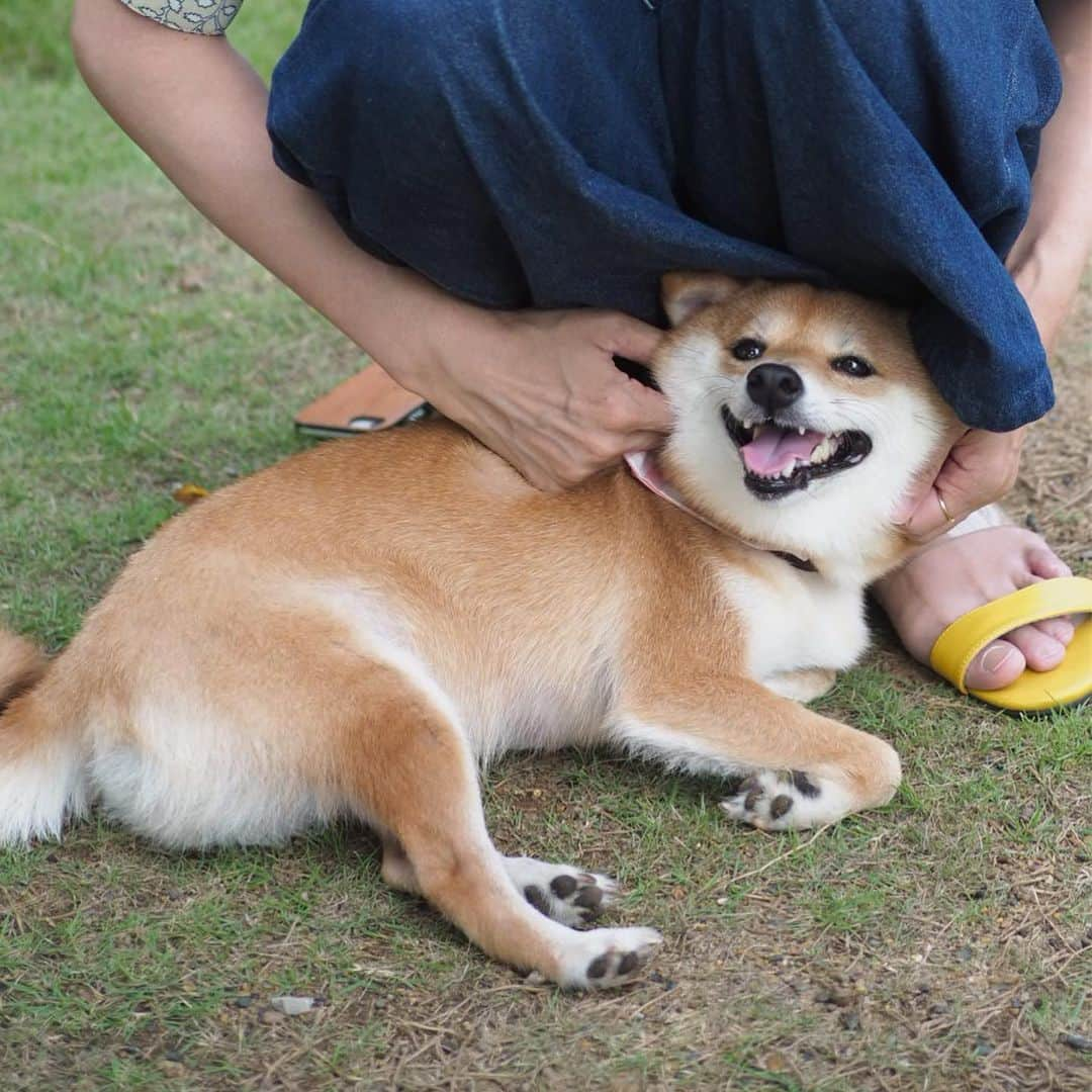 豆柴にこちゃんさんのインスタグラム写真 - (豆柴にこちゃんInstagram)「🐶 おはよー 昨日の昭島カインズ。 にこもパパもたくさん走りました🐾 . ②-④アジリティ失敗。跳ぶ気ゼロ。 ⑤唯一成功。しかし2回目は… . あ、私はゴンさん派です。 DMで数件質問頂いたので 笑。 #凪のお暇 . #柴犬#豆柴#pecoいぬ部#犬#わんこ#犬#ここ柴部#shibainu#dog#mameshiba#pecotv#dog#いぬのきもち部#しばいぬ#しばけん#こいぬ#シバイヌ#いぬ#イヌ#赤柴#マメシバ#ペット#日本犬#子犬#puppy#doggo#pet#시바견#강아지#개」9月1日 8時48分 - nikochan.mame48