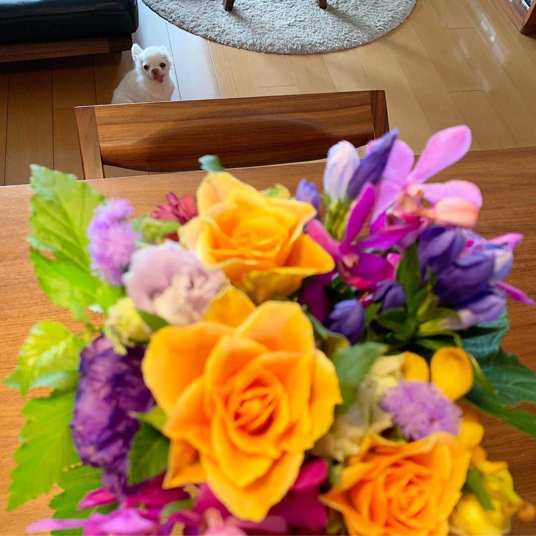 上野樹里さんのインスタグラム写真 - (上野樹里Instagram)「おはようございます。 今日は#池上本門寺 で、#折坂悠太 さんと夫が同じライブイベントに出演。 生で「朝顔」も聴けるかもしれない🌞 このお花は、夫が初の猫のナレーションをした  #wowow さんから🙏 毎週木曜夜9時半「ねこが笑えば」良かったら観てください🐱皆さん、9月初日、良い日をお過ごしください。 #slowlivein池上本門寺」9月1日 8時43分 - _juri_art_