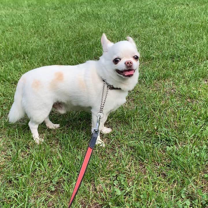KORIKIのインスタグラム：「おはようございます♪ * #朝ん歩 #dogofsapporo #dog, #dogs, #dogstagram,#chihuahua,#犬バカ部,#チワワ,#koriki, #hanadog #白スムチ連合会, #スムチー,  #dogofthedayjp, #dogoftheday  #ilovemydog #instadog #instapet #WhiteChihuahua  #吉娃娃 #치와와  #dogsofinstagram #Chihuahualover  #ชิวาวา #チワワの輪 #barkbox #WhiteChihuahuaParty #もふもふモフモフ」