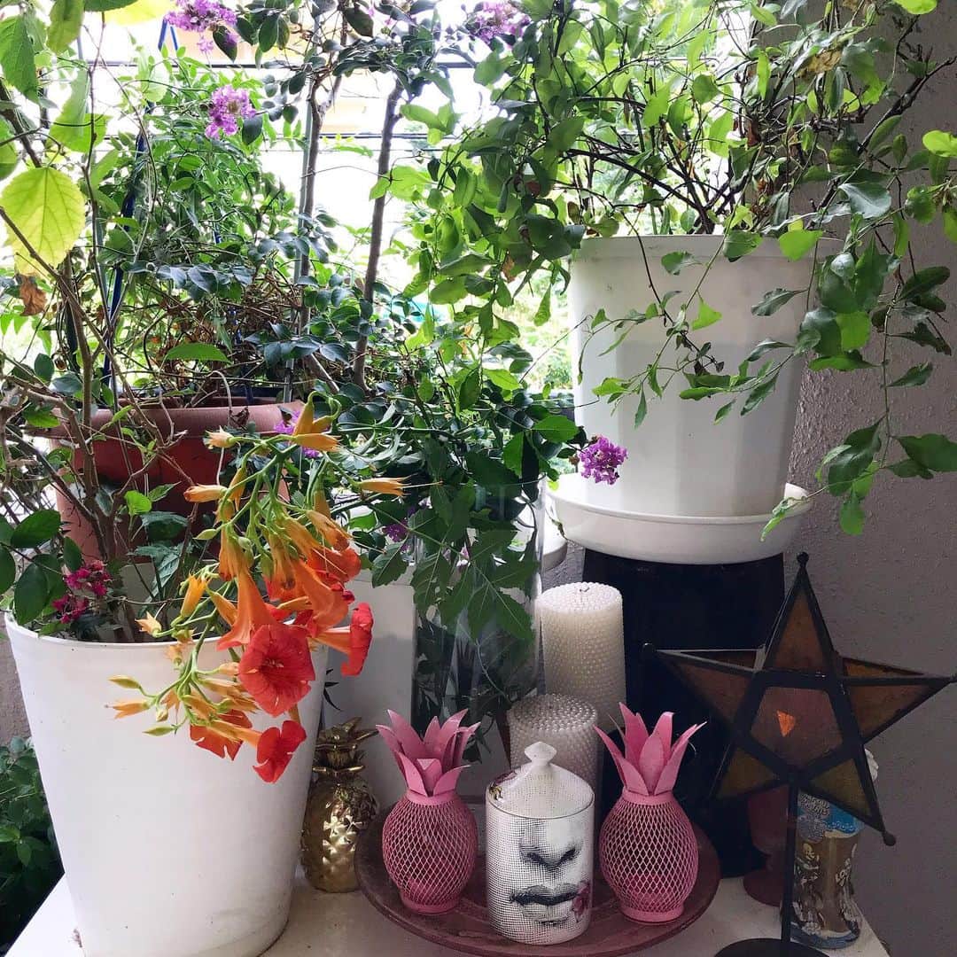 のインスタグラム：「息子とベランダの植物の植え替えと、 配置換えをして泥だらけに。 なかなか気にいるベランダがなくて、お引越しができませんが、ベランダは家族全員が癒される空間で、イラっ😡ときたり、うるさっ🤬ときたり、一人になりたいときはハンモックでゆられ、もどらんな？っとおもったら、寝てるよ〜😴ってよくあるある。笑 私が小さい頃は、トイレに駆け込みして、トイレの中でよく寝てしまってたとかあったなー！笑 あの小さな空間。がしかし、トイレって😵 まぁ、想い出だね！ #ベランダ#お花のある暮らし#日々#癒し空間#Fornasetti#フライングタイガー#フォルナセッティ#キャンドル#パイナップル」