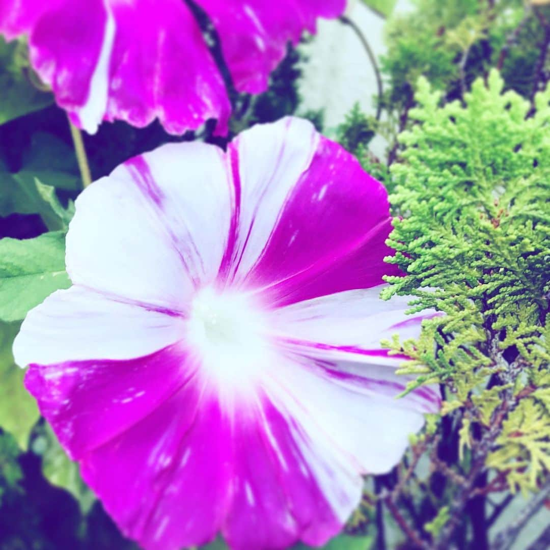 中野敬久さんのインスタグラム写真 - (中野敬久Instagram)「#flower #flowersoflife #white #pink #sunday #summer」9月1日 9時18分 - hirohisanakano