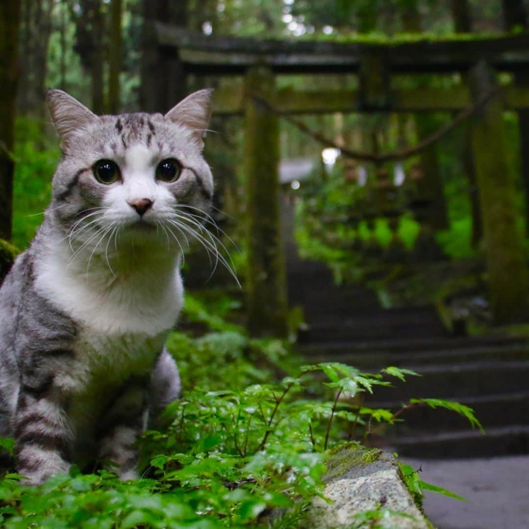 Nyankichi Noranekoさんのインスタグラム写真 - (Nyankichi NoranekoInstagram)「今まで全く知らなかったにゃり😸 ぼくの専属カメラマン📸の実家から車🚘で15分という近いところに「上色見熊野座神社」⛩があります。 上色見熊野座神社は、『夏目友人帳』で有名な漫画家・緑川ゆき先生（熊本県出身）の短編作品『蛍火の杜へ』の舞台となった場所らしいにゃりよ😀  至今完全不曉得喵哩😸 從本喵的專屬攝影師📸的住家開車🚘大約15分左右的近距離就能看見「上色見熊野座神社」⛩。 上色見熊野座神社似乎是以畫『夏目友人帳』出名的漫画家・緑川幸老師（出身於熊本縣）的短篇作品『螢火之森』為舞台的地方喔喵哩😀  #猫 #cat #고양이 #แมว #貓 #кошка #qata #chat #ニャンスタグラム #gato #喵星人 #ねこ部 #旅猫 #動物 #野良猫 #ニャン吉 #japan #猫写真 #ねこ #seekor #ネコ #旅貓 #貓写真 #蛍火の杜へ #夏目友人帳 #上色見熊野座神社 #熊本 #kumamoto #JALペットファミリー #jalうちの子カレンダー2020応募」9月1日 9時36分 - noraneko_nyankichi