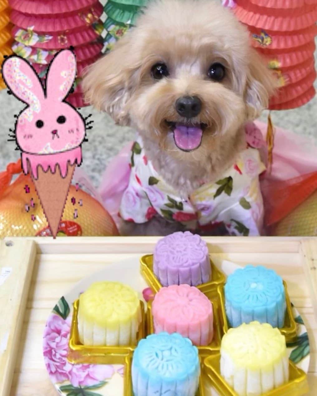 のインスタグラム：「📆(01Sep19)🎊🏮🈷️🥮Happy September! 👀I am all ready for the Mid Autumn Festival😁how abt you? Don’t say bo Jio! 🤗Here’s a lobang for Rainbow Snow Skin Mooncakes ordering! Handmade with 💖 by #bebebarkery (For furkids) ❤🧡💛💚💙💜 Flavours available: -🍗Cranberry Chicken - 🥕Carrot Pork - 🍠Sweet Potato Prawn - 🧀Cheesy Fish - 🥮Mao Shan Wang ✔Made of 💯% meat and veggies! ✔Human Grade Quality. Only the freshest ingredients, 💯% grain-free! ✔Skin Made off potato 🥔  Box of 6 for $35 - selling in set only! (As they are all handcrafted, hence limited sets available)  Preorder from 01Sep19 05Sep19 only!  Self collection will be at Toa Payoh MRT station on 11/9/19 and 12/9/19.  For all orders and enquires, please DM @bebethepoodle #mooncakefordogs #treatsfordogs #snowskinmooncake #dogsg」