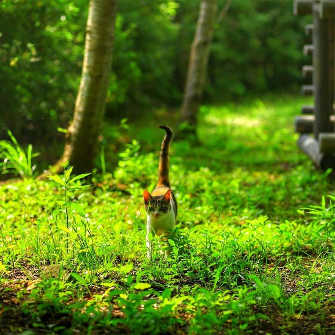 NEKOくらぶさんのインスタグラム写真 - (NEKOくらぶInstagram)「|| 子猫との出会い😁⠀ *⠀ Facebookから、佐伯 真一さんの作品ですにゃ（＝ΦωΦ＝）⠀ *⠀ 投稿いただいたURL⠀ https://www.facebook.com/photo.php?fbid=1613349205468812⠀ *⠀ いいね！＆コメント大歓迎！！⠀ *⠀ #nekoclub #NEKOくらぶ #Japan #Photo #写真 #日本 #cat #ネコ #ねこ #猫 ⠀ Follow: @nekoclub_jpn⠀ *⠀ ▼【廣済堂出版共同企画】NEKOくらぶの皆さまとつくる「NEKOくらぶ写真集」、発売中♪（＝ΦωΦ＝）⠀ ※詳細は本アカウント「 @nekoclub_jpn 」のプロフィールに固定しているハイライトから」9月1日 10時00分 - nekoclub_jpn