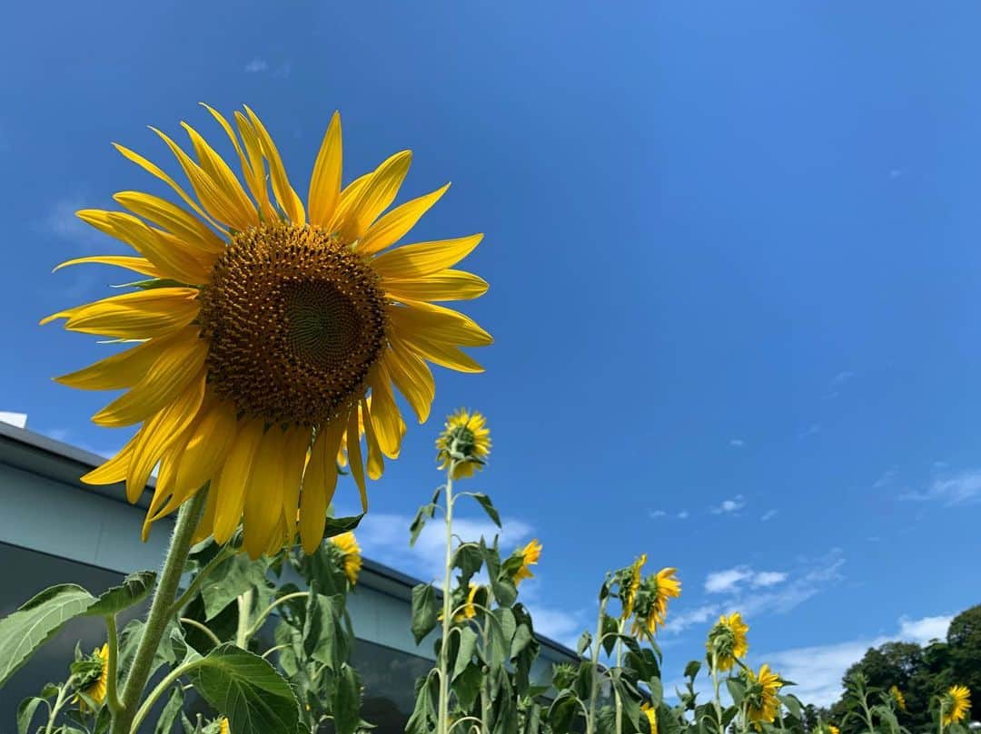 海下真夕さんのインスタグラム写真 - (海下真夕Instagram)「. 8月も終わり🌻  今日から9月だなんて。あっという間の夏でした🍉  大好きな秋、食欲の秋が待ち受けている〜🍠🍄🍎🍇 . . . #2019夏 #ひまわり#🌻 #photography」9月1日 10時13分 - kaigeworld