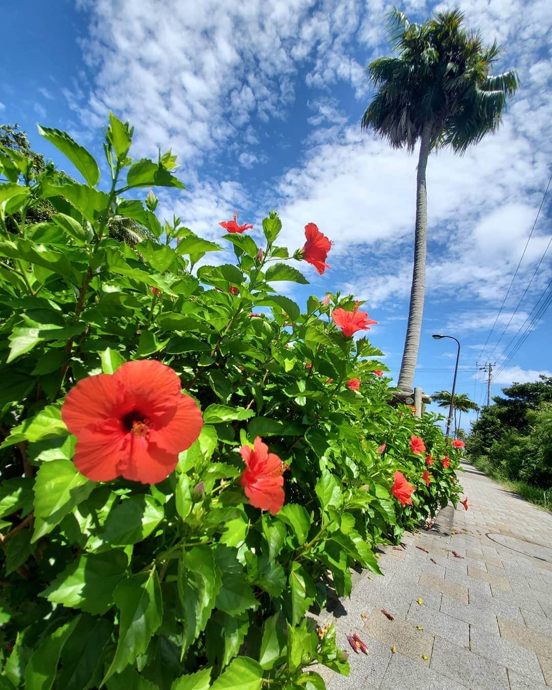 森口彩乃さんのインスタグラム写真 - (森口彩乃Instagram)「先日少し遅めのお墓参りに八丈島へ帰省してきました。相変わらず夏は東洋のハワイに様変わりしますなぁ～可愛いハイビスカスと、大きく広がる青空があまりにも日常とかけ離れていて…写真を撮らずにはいられなくなります。と言うか気付いたら地面に顔くっついてた。 ・ 東京で、朝起きてこの光景は体験できないですからね～。よく、八丈島って何があるの？と聞かれるのですが、やはり大自然の魅力だと思います。歩いているだけで楽しいです。強いて言うのであれば、星空を愛でられる温泉や、光るキノコツアー、八丈島から見えるラピュタの様な八丈小島、美味しいご飯。 ・ ぜひ、一度はおじゃりやれ。あ、羽田から飛行機で約50分です。こないだは、35分でつきました。山手線！！！ ・  #八丈島 #伊豆諸島 #島#東洋のハワイ #ハイビスカス #花#底土#底土海水浴場#温泉#故郷」9月1日 10時25分 - ayano.moriguchi