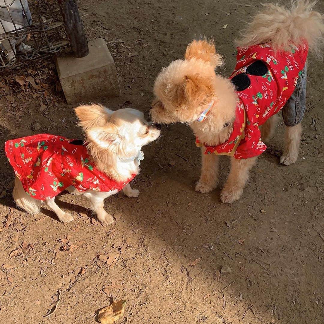堀尾実咲のインスタグラム：「happy birthday ロア🐰🎂 #愛犬 #お誕生日 #チワワ #2歳になりました♡」