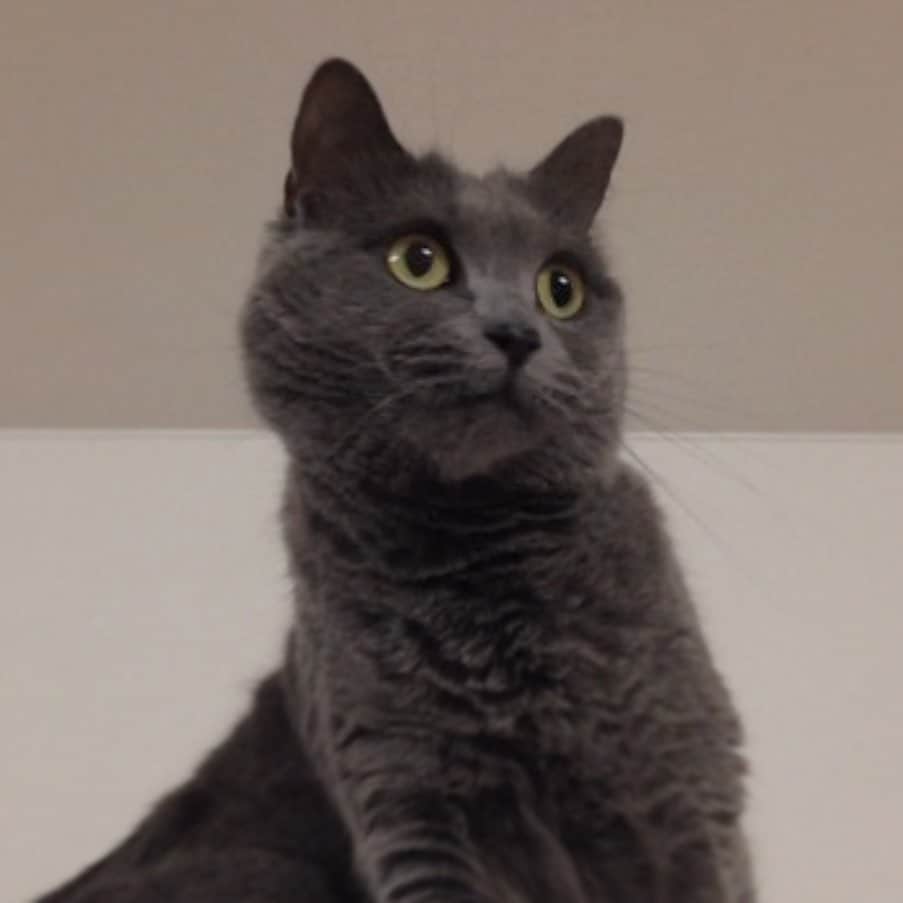 チキン南蛮カレーのルウ王子のグルメインスタ