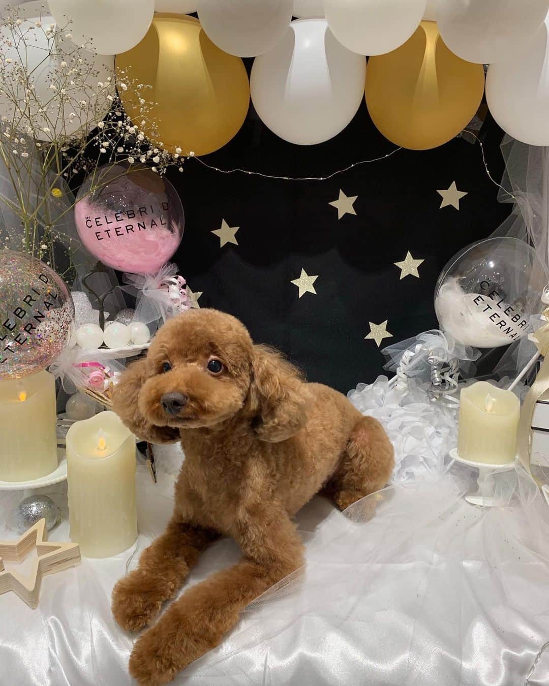 のインスタグラム：「やっぱりおとぼけ顔のテディ🐶笑 まだカメラは慣れないようで😅 ふわふわにしていただきました💖 #トイプードル#トリミング#チャックストウキョウ」