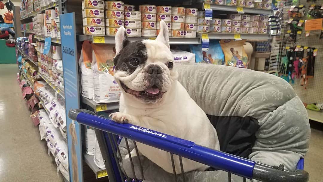Manny The Frenchieのインスタグラム：「Stocking up on some of our favs for the long weekend! 😋  @halopets」