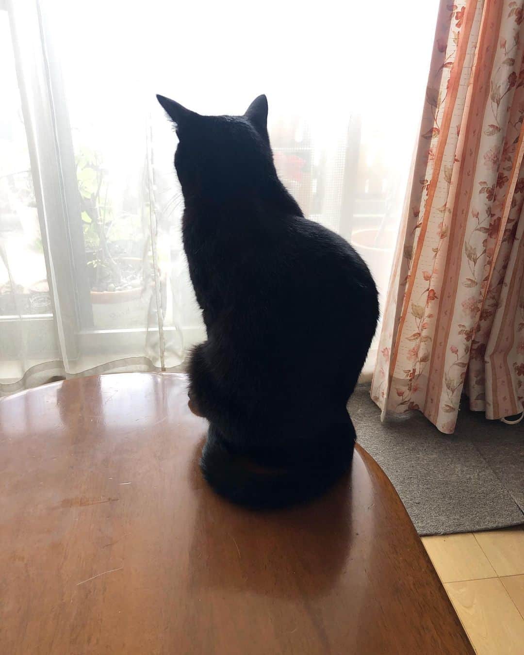 ホタテ＆クラム＆シラスのインスタグラム：「猫背って美しいですよね^ ^ #cat #neko #blackcat #猫 #ねこ #黒猫 #catstagram #instagram #instagramjapan #ig_japan #igersjp」