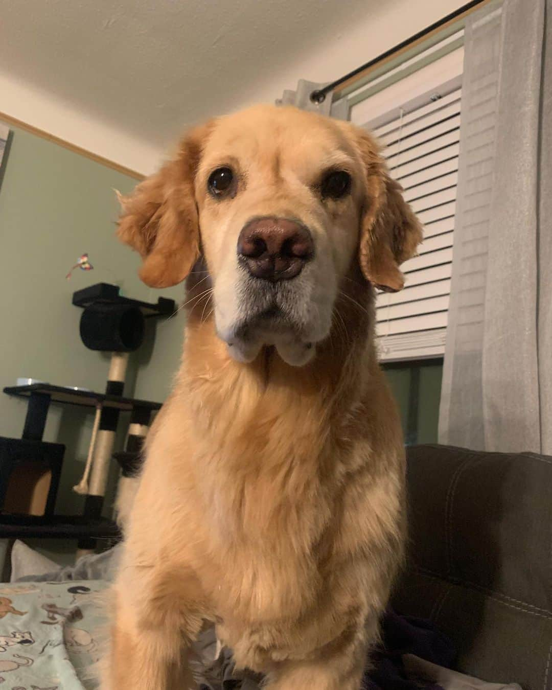 モヒートさんのインスタグラム写真 - (モヒートInstagram)「My face when I need to let mommy know dinner is in 2 minutes ------------------------------- #goldensofig #goldenretriever  #goldenretrieversofinstagram #betterwithpets #dogsofig  #dogsofinstagram #fluffypack #gloriousgoldens #welovegoldens #ilovemydog #goldenlife #bestwoof #ProPlanDog #ilovegolden_retrievers #mydogiscutest #retrieversgram #dogsofcle」9月1日 11時45分 - mojito_rose_family