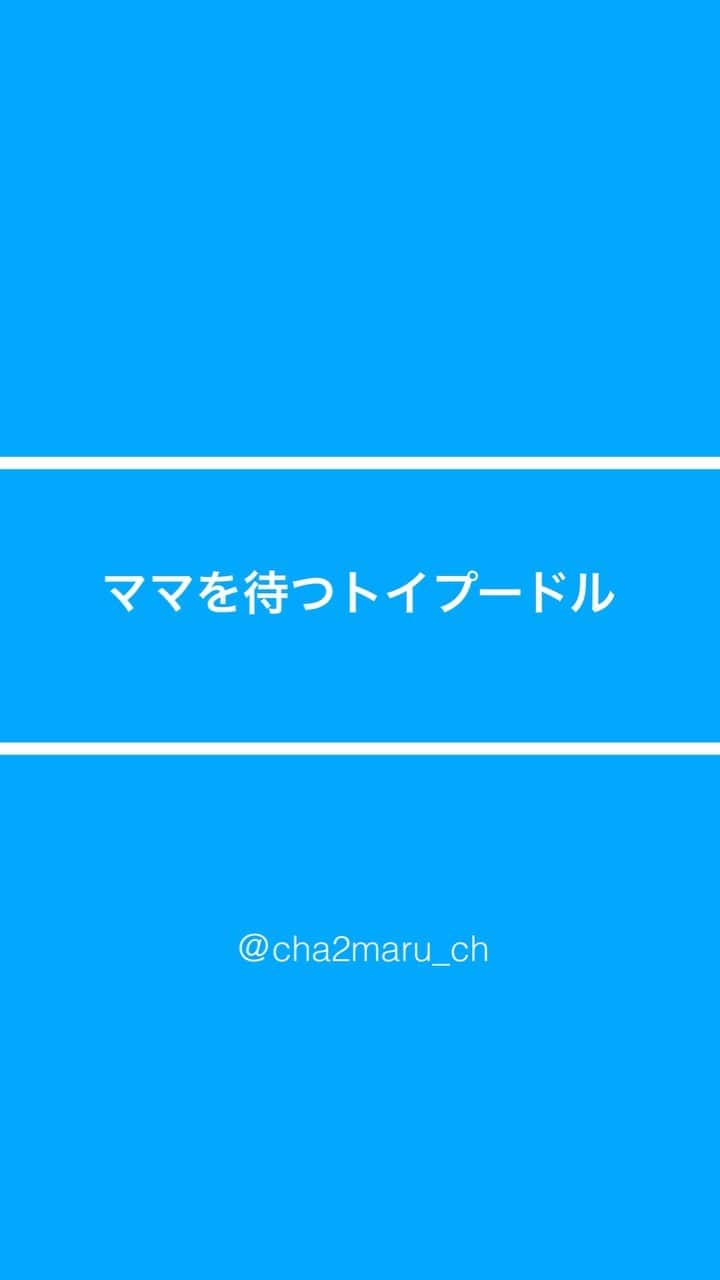 チャチャ丸のインスタグラム