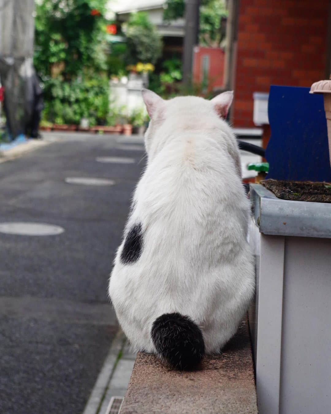Kachimo Yoshimatsuさんのインスタグラム写真 - (Kachimo YoshimatsuInstagram)「おはようナナクロ。男の背中は語る。 #uchinonekora #nanakuro #neko #cat #catstagram #kachimo #猫 #ねこ #うちの猫ら http://kachimo.exblog.jp」9月1日 12時16分 - kachimo