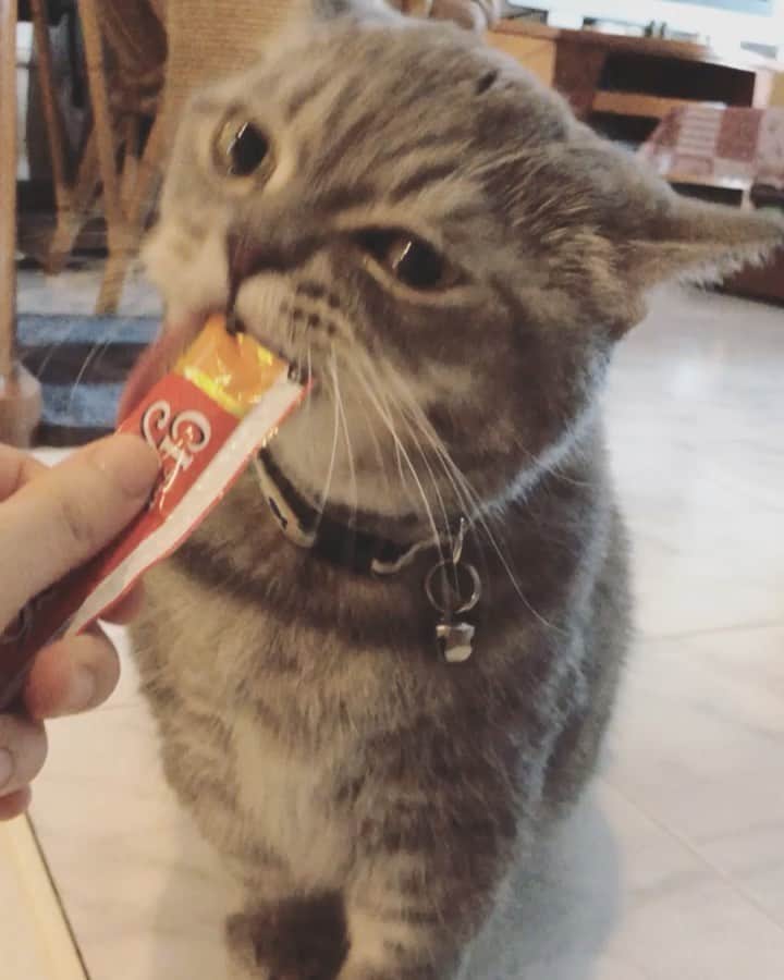 Pancakeのインスタグラム：「nomnomnomnomnomnomomnomnom 😍  #cats #catstagram #catsoninstagram #catsofinstagram #sgcats #pets #petlovers #pancake #petstagram #instagramcats #munchkincats #neko #ねこ #マンチカン」
