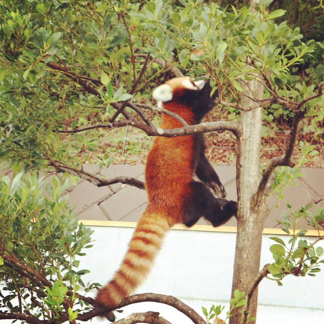 國本未華さんのインスタグラム写真 - (國本未華Instagram)「どこかに忍び込んでいるみたい。 レッサーパンダは木登りが得意。  #レッサーパンダ  #鯖江市 #西山動物園」9月1日 12時28分 - kunimoto_mika