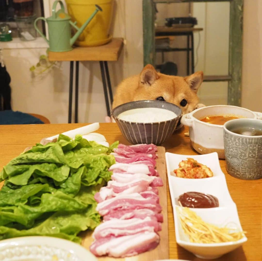 豆柴にこちゃんさんのインスタグラム写真 - (豆柴にこちゃんInstagram)「🐶🍖 飯テロ。 昨日の夜はサムギョプサルと 豆腐入れて煮るだけの出来合いのスンドゥブチゲ。 肉切るのとタレ作るだけだからラク〜 . にこも肉の匂いにそそられて テーブルの下から覗いてきたよ🤣 . 最後は恒例の撮影の裏側。 肉臭くなった洗濯物も丸見え。 . #柴犬#豆柴#pecoいぬ部#犬#わんこ#犬#ここ柴部#shibainu#dog#mameshiba#pecotv#dog#いぬのきもち部#しばいぬ#しばけん#こいぬ#シバイヌ#いぬ#イヌ#赤柴#マメシバ#ペット#日本犬#子犬#puppy#doggo#pet#시바견#강아지#개」9月1日 12時30分 - nikochan.mame48