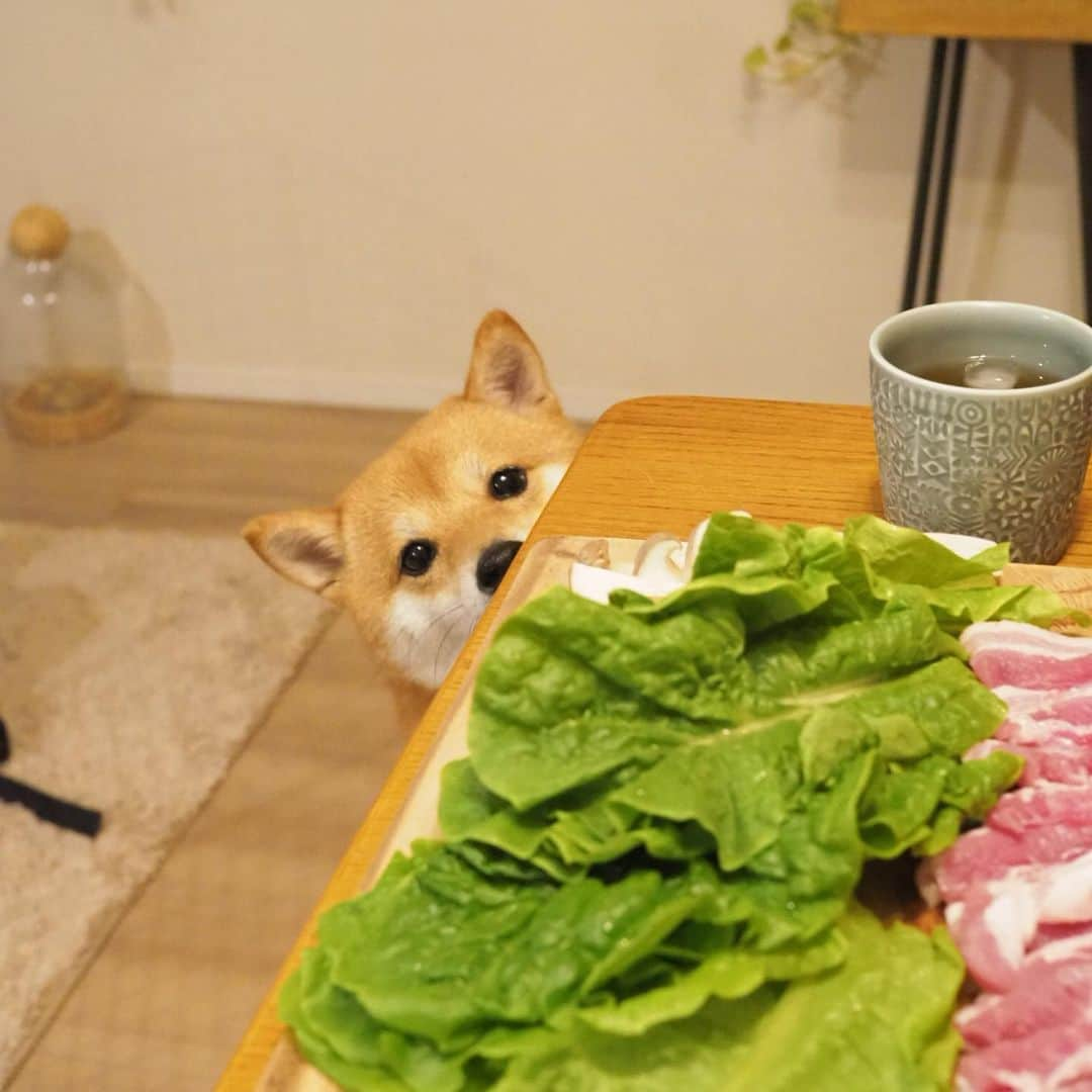 豆柴にこちゃんさんのインスタグラム写真 - (豆柴にこちゃんInstagram)「🐶🍖 飯テロ。 昨日の夜はサムギョプサルと 豆腐入れて煮るだけの出来合いのスンドゥブチゲ。 肉切るのとタレ作るだけだからラク〜 . にこも肉の匂いにそそられて テーブルの下から覗いてきたよ🤣 . 最後は恒例の撮影の裏側。 肉臭くなった洗濯物も丸見え。 . #柴犬#豆柴#pecoいぬ部#犬#わんこ#犬#ここ柴部#shibainu#dog#mameshiba#pecotv#dog#いぬのきもち部#しばいぬ#しばけん#こいぬ#シバイヌ#いぬ#イヌ#赤柴#マメシバ#ペット#日本犬#子犬#puppy#doggo#pet#시바견#강아지#개」9月1日 12時30分 - nikochan.mame48