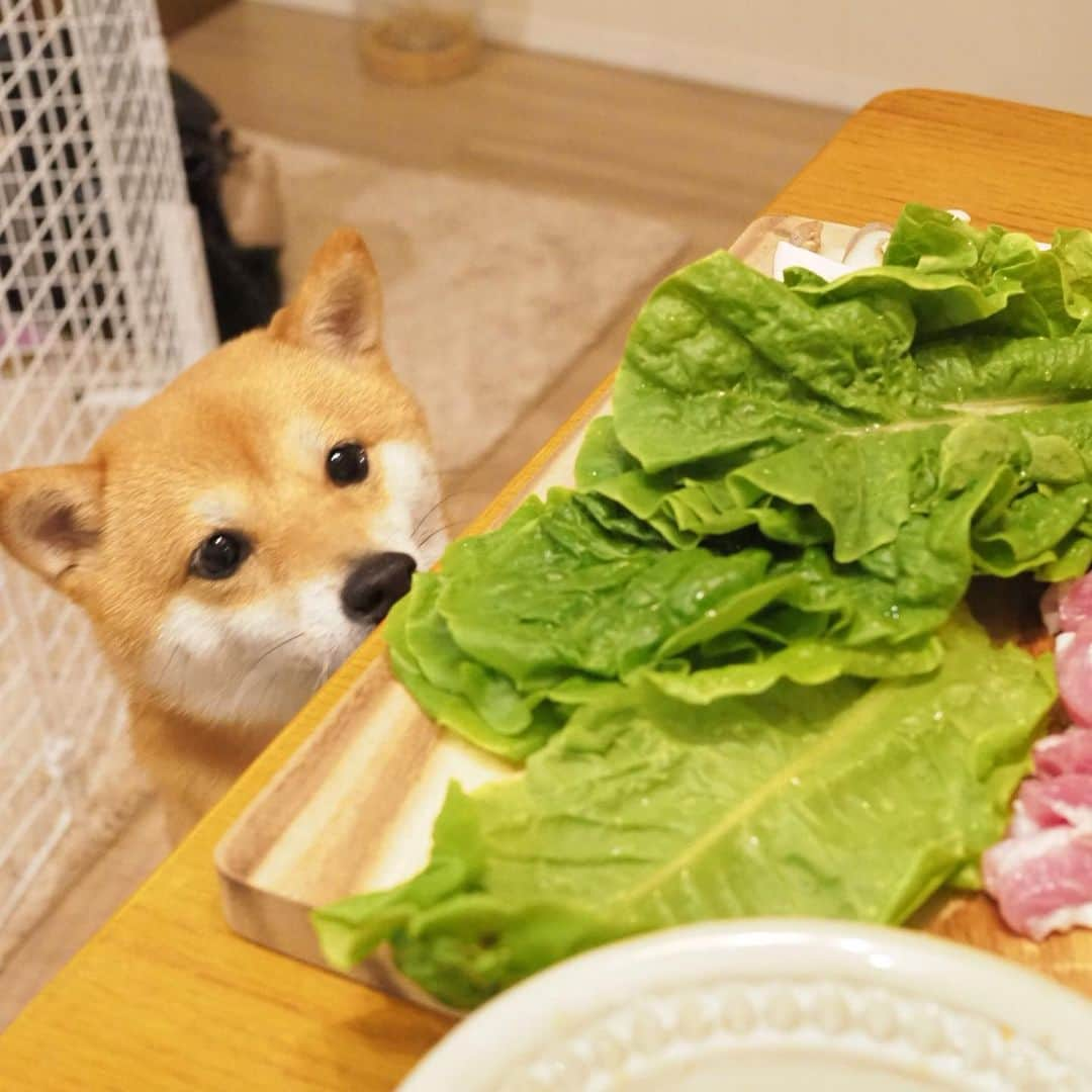 豆柴にこちゃんさんのインスタグラム写真 - (豆柴にこちゃんInstagram)「🐶🍖 飯テロ。 昨日の夜はサムギョプサルと 豆腐入れて煮るだけの出来合いのスンドゥブチゲ。 肉切るのとタレ作るだけだからラク〜 . にこも肉の匂いにそそられて テーブルの下から覗いてきたよ🤣 . 最後は恒例の撮影の裏側。 肉臭くなった洗濯物も丸見え。 . #柴犬#豆柴#pecoいぬ部#犬#わんこ#犬#ここ柴部#shibainu#dog#mameshiba#pecotv#dog#いぬのきもち部#しばいぬ#しばけん#こいぬ#シバイヌ#いぬ#イヌ#赤柴#マメシバ#ペット#日本犬#子犬#puppy#doggo#pet#시바견#강아지#개」9月1日 12時30分 - nikochan.mame48