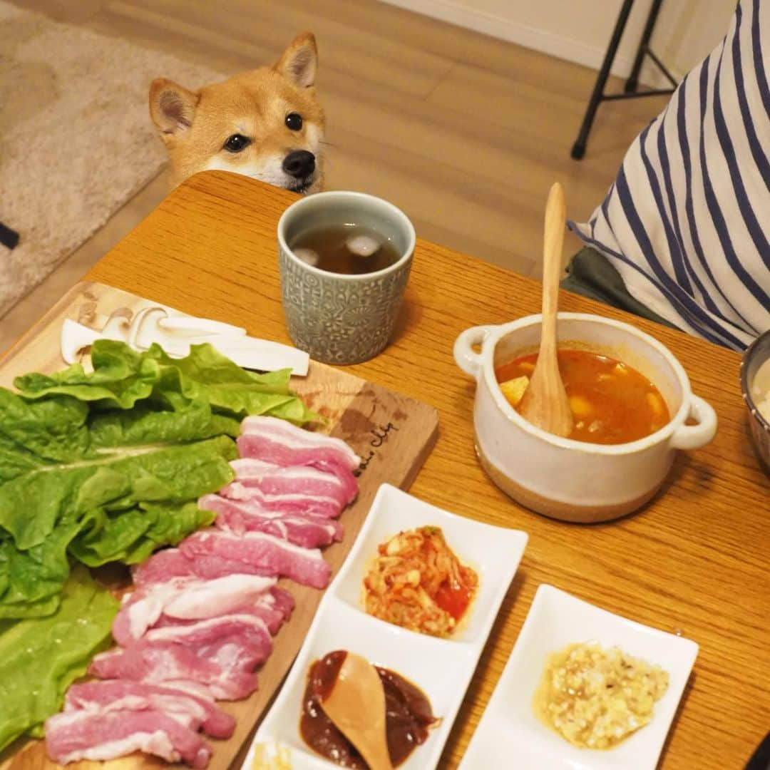 豆柴にこちゃんさんのインスタグラム写真 - (豆柴にこちゃんInstagram)「🐶🍖 飯テロ。 昨日の夜はサムギョプサルと 豆腐入れて煮るだけの出来合いのスンドゥブチゲ。 肉切るのとタレ作るだけだからラク〜 . にこも肉の匂いにそそられて テーブルの下から覗いてきたよ🤣 . 最後は恒例の撮影の裏側。 肉臭くなった洗濯物も丸見え。 . #柴犬#豆柴#pecoいぬ部#犬#わんこ#犬#ここ柴部#shibainu#dog#mameshiba#pecotv#dog#いぬのきもち部#しばいぬ#しばけん#こいぬ#シバイヌ#いぬ#イヌ#赤柴#マメシバ#ペット#日本犬#子犬#puppy#doggo#pet#시바견#강아지#개」9月1日 12時30分 - nikochan.mame48