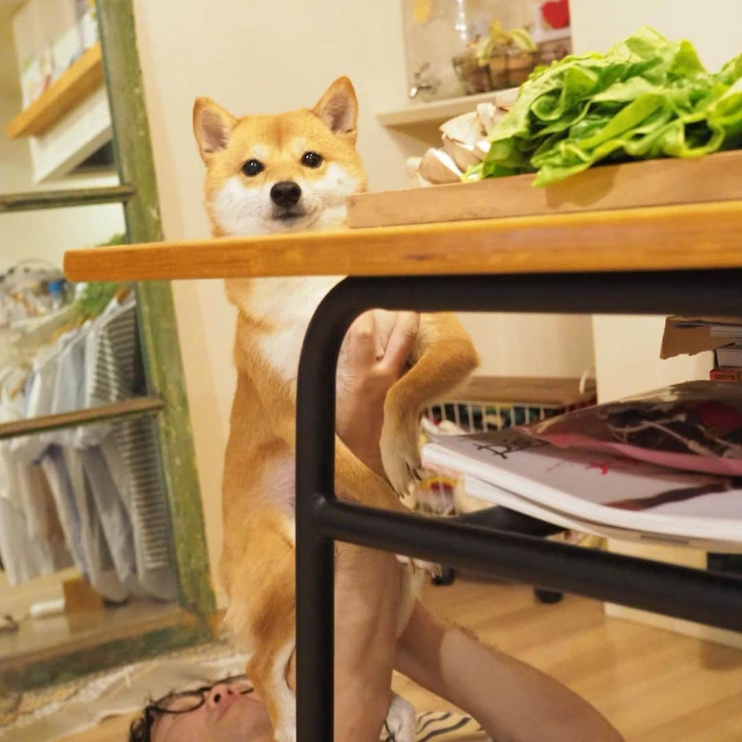 豆柴にこちゃんさんのインスタグラム写真 - (豆柴にこちゃんInstagram)「🐶🍖 飯テロ。 昨日の夜はサムギョプサルと 豆腐入れて煮るだけの出来合いのスンドゥブチゲ。 肉切るのとタレ作るだけだからラク〜 . にこも肉の匂いにそそられて テーブルの下から覗いてきたよ🤣 . 最後は恒例の撮影の裏側。 肉臭くなった洗濯物も丸見え。 . #柴犬#豆柴#pecoいぬ部#犬#わんこ#犬#ここ柴部#shibainu#dog#mameshiba#pecotv#dog#いぬのきもち部#しばいぬ#しばけん#こいぬ#シバイヌ#いぬ#イヌ#赤柴#マメシバ#ペット#日本犬#子犬#puppy#doggo#pet#시바견#강아지#개」9月1日 12時30分 - nikochan.mame48