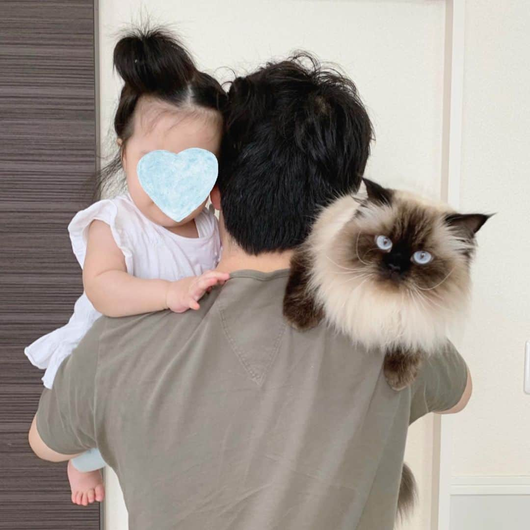 plumeさんのインスタグラム写真 - (plumeInstagram)「2人ともパパ大好き👨‍👧‍👧💞 . いつも取り合いになってる👧🏻🆚👧🏼ww . . . . . . .  #プリュムのいる生活 #猫のいる暮らし  #ヒマラヤン  #赤ちゃんと猫  #ふわもこ部  #ヒマラニャンズ  #猫  #ねこ  #ペコねこ部  #家族写真 #親子写真 #姉妹 #sisters👭 #familyphoto #ilovebaby #🐈 #고양이  #kucing  #Кот  #ilovecats #himalayancat  #catsofinstagram #catloversclub  #bestmeow  #bestcats_oftheworld  #weeklyfluff  #bestanimal #cutepetclub #grumpycat #instalove」9月1日 12時35分 - plumestagram