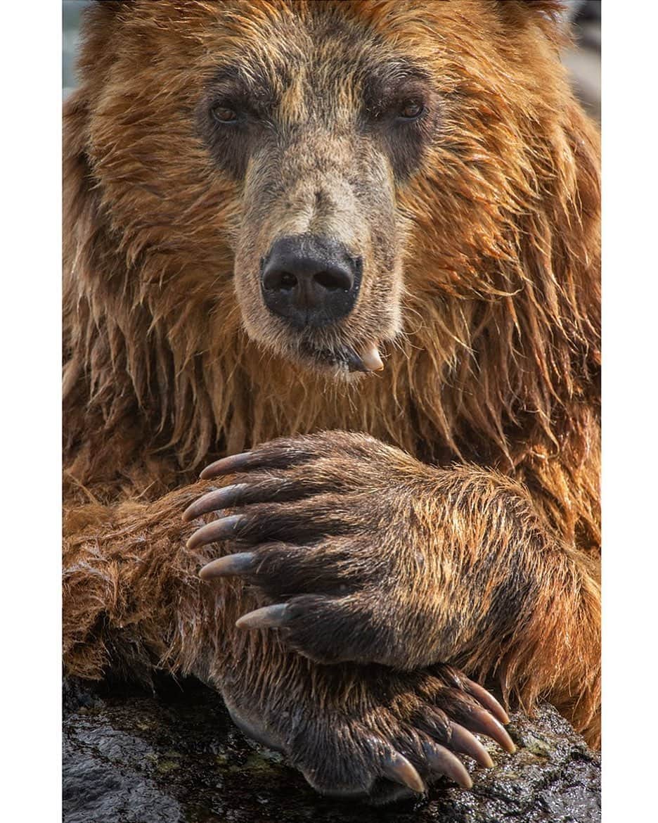 thephotosocietyさんのインスタグラム写真 - (thephotosocietyInstagram)「Photograph by @andyparkinsonphoto/@thephotosociety  Kamchatka brown bear chillin’ – Photographically speaking I have a bit of a history of getting slightly obsessed with particular parts of an animal or bird. The gentle sweep of a gannets neck, the regal beauty of a mute swans tail feathers or, as I recently re-remembered in the Russian Far East, the indescribably compelling paws of a Kamchatka brown bear. Time and again I found myself building images around these incredible adaptations but of course we were significantly helped by our close proximity. This bear, a beautifully and distinctly coloured male would often rest on a rock just near to where we sat, his lower canine having been injured in a fight a few years before. It seemed to give him no problem though and we’d regularly see him demolish salmon after unfortunate salmon. Intermittently he would rest however, his enormous paws used as cushions on which to rest his head. Though I had only a 200-400mm lens this was all that I needed, so close was his rock of choice. The reason that I’ve chosen this image however is simply because of those mesmerising, compelling paws, a swipe from which few would recover. Though the front paws are as you can see, adorned with the sort of claw that can multitask, be it digging a den for hibernation, dextrously plucking fruits from a tree, pinning a salmon or tearing the flesh from it unfortunate prey their back feet are just as wondrous. Imagine if you can a massive rubber boot, solid but flexible, the sort of enormous foot that can give you purchase in the most slippery of rivers. These bears then are so fascinating, so multi-dimensional I left Kamchatka not only with thousands of images but also with countless ideas for when I return again next year.」9月1日 12時40分 - thephotosociety