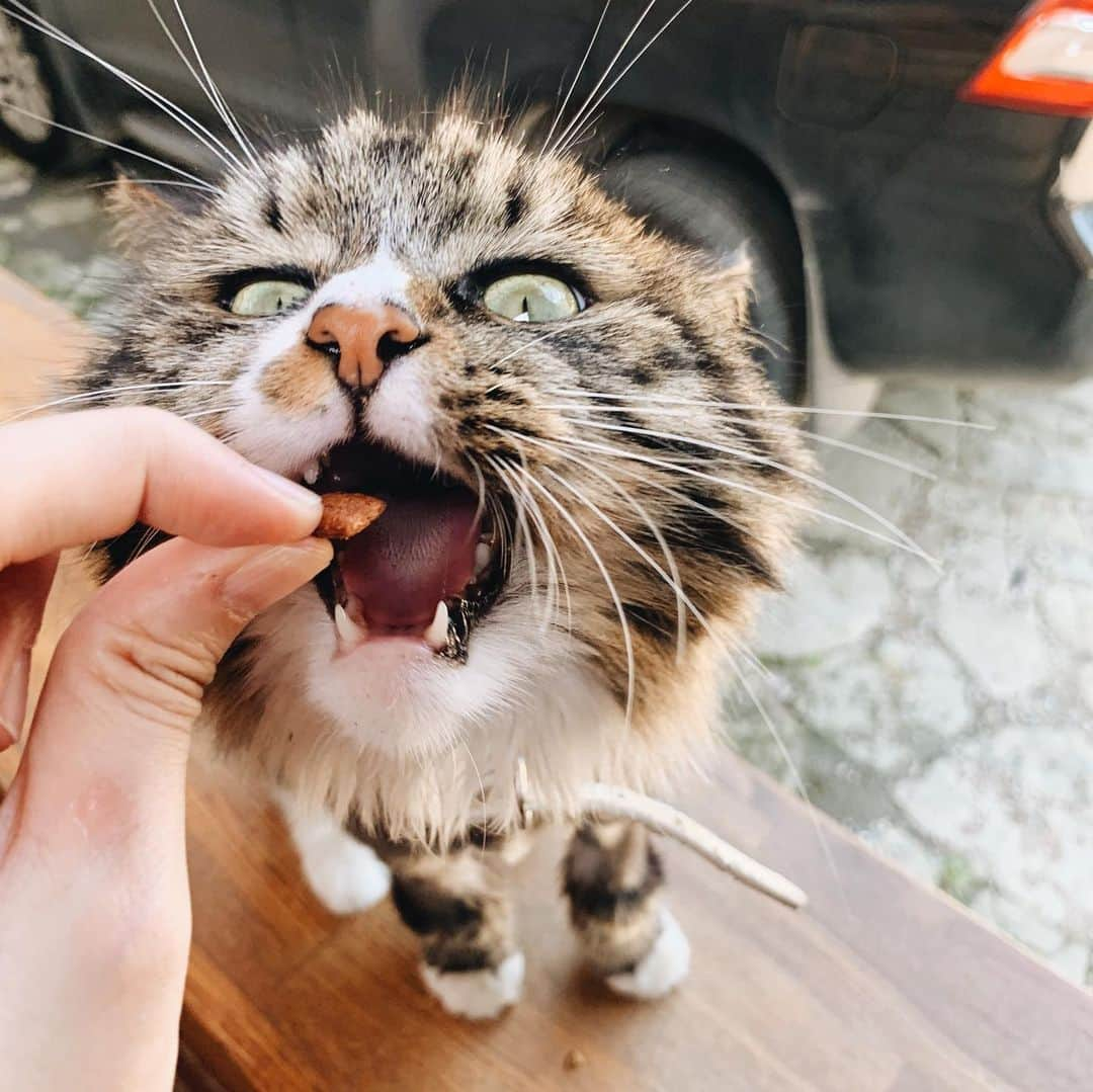 清水桜子さんのインスタグラム写真 - (清水桜子Instagram)「初のロシアでバケーション中🇷🇺 最初に選んだウラジオストクのホテルは、猫が11匹いるということで選んだのだ。 こっちにものんとかふくみたいな子がいたよ❤️ 涼しくて過ごしやすい気候が避暑地のよう！ 好き好きロシア。」9月1日 12時46分 - sakuracos