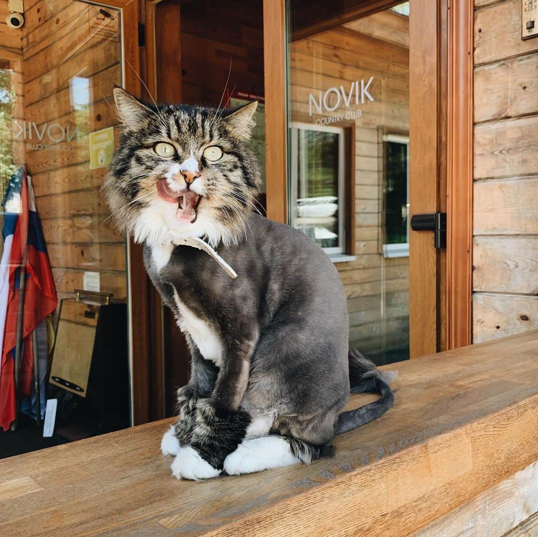 清水桜子さんのインスタグラム写真 - (清水桜子Instagram)「初のロシアでバケーション中🇷🇺 最初に選んだウラジオストクのホテルは、猫が11匹いるということで選んだのだ。 こっちにものんとかふくみたいな子がいたよ❤️ 涼しくて過ごしやすい気候が避暑地のよう！ 好き好きロシア。」9月1日 12時46分 - sakuracos