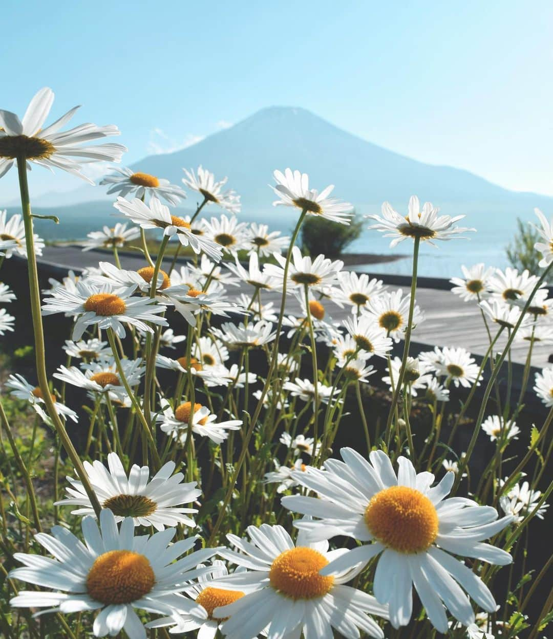 masayaさんのインスタグラム写真 - (masayaInstagram)「山中湖 Lake Yamanaka」9月1日 12時48分 - moonlightice