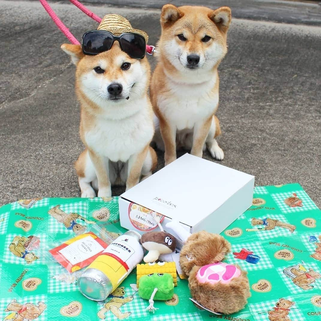 柴犬たま Shibainu Tamaさんのインスタグラム写真 - (柴犬たま Shibainu TamaInstagram)「今月もPECO BOXが届いたよ～😉👍 * 9月のテーマは「BBQ🍖」 * 気分はオトナ！モコモコビール とぐもぐBBQ串 ごろっとマンモス肉 カンガルースライス * が入ってたよ💡 * 今回は気分を変えてお外で撮影😎☀ * Caption trans🇬🇧 It is a very nice present😉👍 * #柴犬たま #たママ #たま家族 #柴犬ミケ #一眼レフ #一眼レフカメラ #pecobox #BBQ #アウトドア #サングラス #麦わら帽子 #カモメ眉 #カモメ眉毛 #両津勘吉 #柴犬 #shiba #shibainu #shibastagram #犬 #dog #多頭飼い」9月1日 12時55分 - tama7653