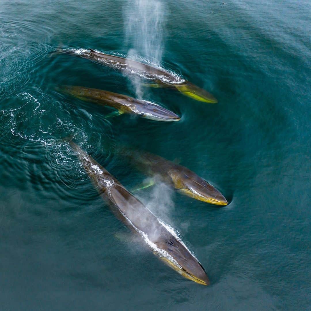 クリス・バーカードのインスタグラム：「The best family portrait I have ever shot.  I’m not usually one to share something similar back to back but this experience was really humbling for me.. honestly I think for all of us on the boat. Photographing a whale by itself is awesome.. but watching them interact with one another is something else altogether. Their interactions, intimacy with one another and overall mannerisms are incredible to witness. Even the way their breath is synchronized just blows me away ( no pun intended :) .  @_ryanhill_ #fromkurilswithlove」