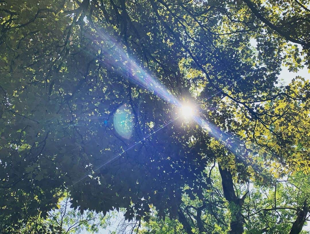 山川春奈さんのインスタグラム写真 - (山川春奈Instagram)「この旅の中で際立って美しかった場所、ブルージュの #minnewaterpark  素敵な場所過ぎて皆好きになってしまうのわかるなぁ... ベルギーの水の都と呼ばれていて本当に映画の中の世界みたいな所でした🌿  運河に白鳥が住んでいて、夕暮れの空が絵画みたいな色になります🦢白鳥っておとなしいのだね、可愛かった  #ブルージュ #水の都 #白鳥 #minnewaterpark #minnewaterlake #nofilter #愛の湖公園 #bruges #白鳥の首が思いのほか長かった」9月1日 13時15分 - anurah0511