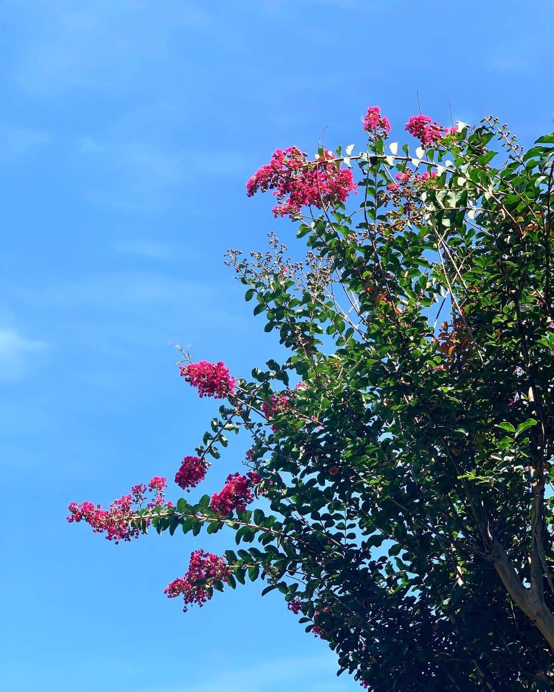 藤原美智子さんのインスタグラム写真 - (藤原美智子Instagram)「そして秋まで咲く庭の #サルスベリ の花が満開に。 ・ こうして季節は流れていくのね。 ・ #今日から #9月 #なんと ！@(・●・)@ #藤原美智子 #fujiwaramichiko」9月1日 13時33分 - michiko.life
