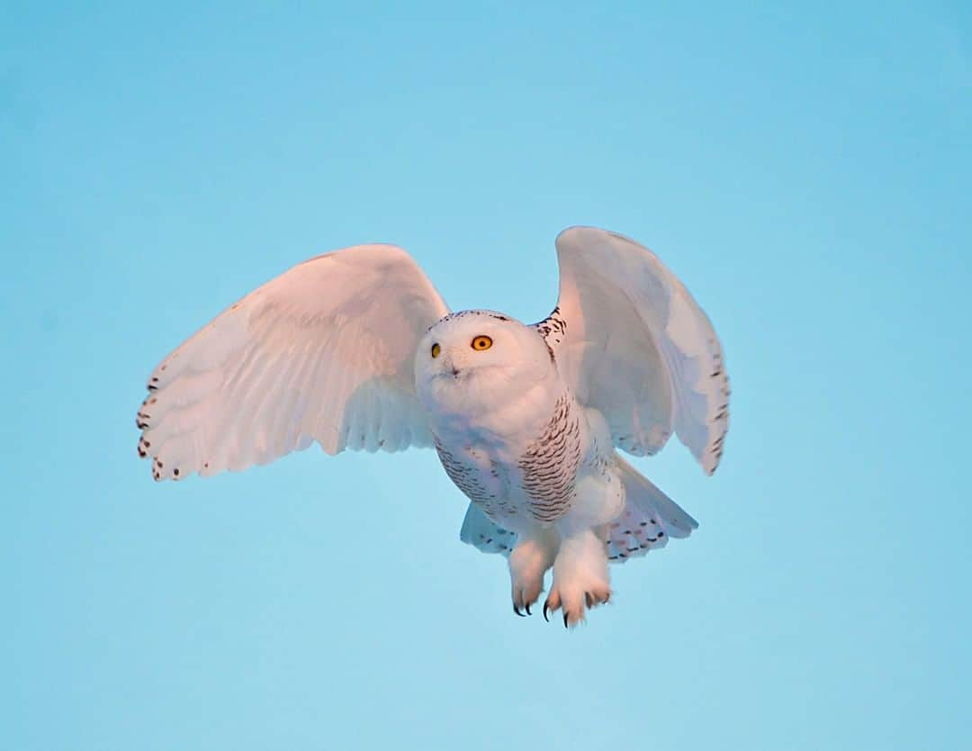 アニマルプラネットさんのインスタグラム写真 - (アニマルプラネットInstagram)「It's no shocker how the snowy owl got it's name. I mean, LOOK AT IT! When hunting out and about in the tundra, these owls love to snack on lemmings. . . . . . . . #animalplanetupclose #animalsofinstagram #animalplanet #animaloftheday #wild #wildlife #outdoors #animals #wildanimals #conservation #nature #animallovers #instanature #wildgeography #snowyowl」9月2日 1時00分 - animalplanet