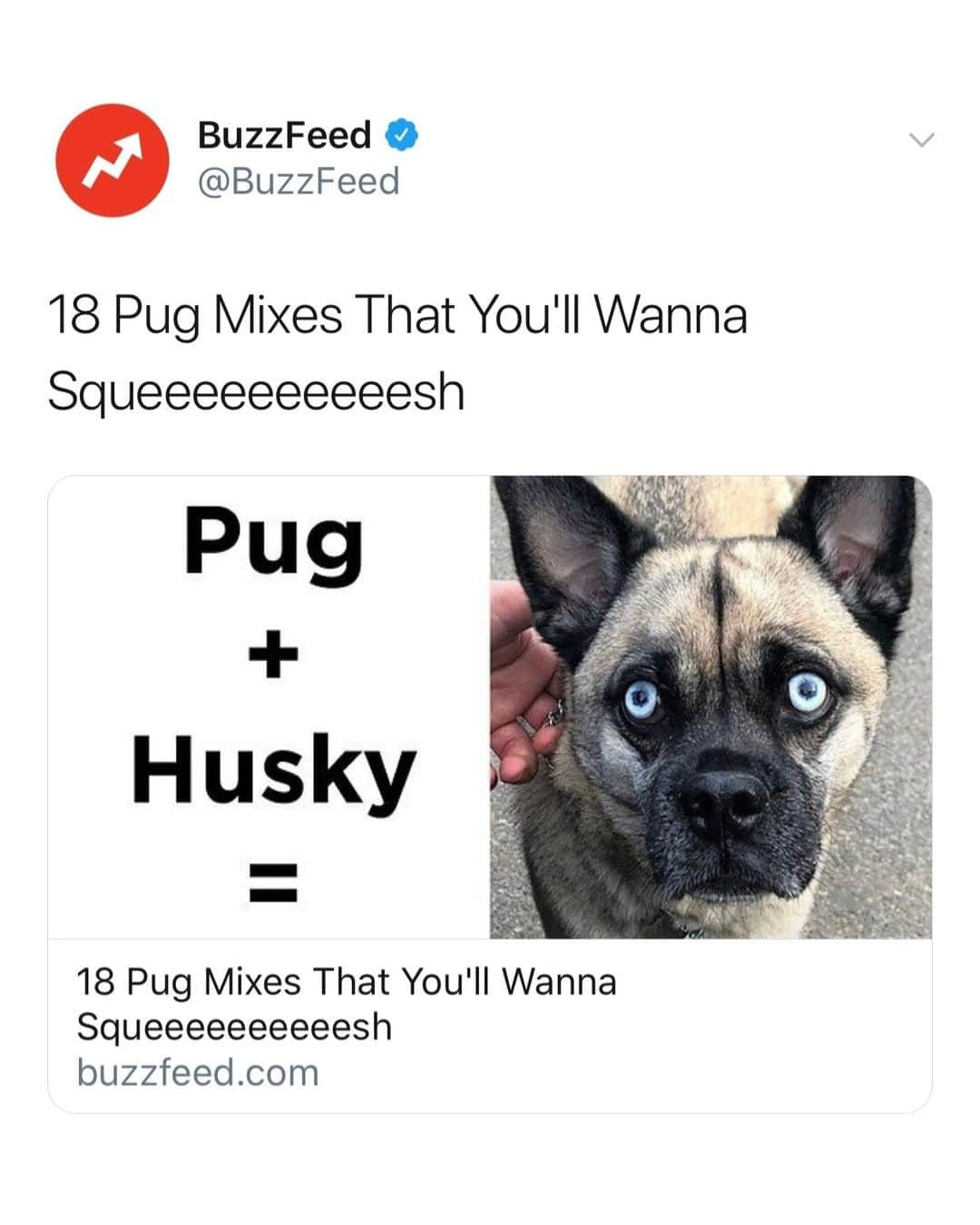 BuzzFeedさんのインスタグラム写真 - (BuzzFeedInstagram)「Pug + corgi = PORGI 😍 Link in bio 🐶」9月2日 1時01分 - buzzfeed