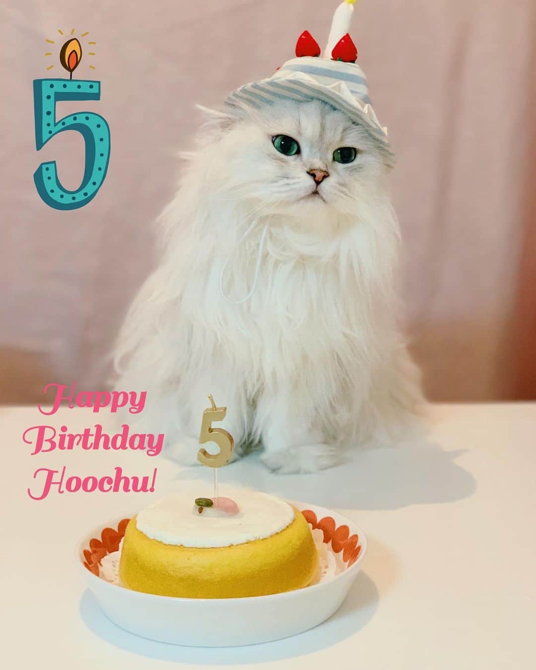 후추네큰언니のインスタグラム：「9월 2일은 후추의 5번째 생일 🎉✨ 언제까지나 건강하게 언니들이랑 행복하게 살자잉 ❤️ 언니가 더 잘할게 🥰  마니마니 축하해주세오 🤗 #HappybirthdayHoochu - September 2nd is Hoochu’s B-day!  Hoochu is 5 years old girl now ❤️ Happy Birth day, Hoochu 💕 . . . . . #후추  #고양이  #냥스타그램 #캣스타그램  #Hoochu #Hoochuthecat #cat #cats #catstagram #catsofinstagram #topcatphoto #bestmeow #ilovecat #cute #fluffy #petstagram #instacats」