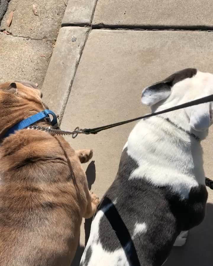 Bodhi & Butters & Bubbahのインスタグラム：「Let’s go bitch, we’re getting mimosas 🥂 . . . . . #bulldog #bestoftheday #sharpei #bff #sundayfunday #sunday #brunch #life #mimosa #sun #happy」