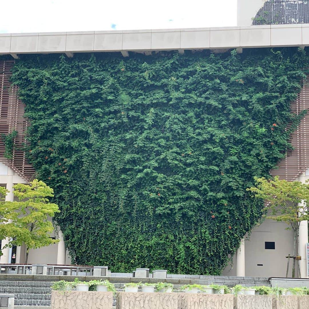 石田ひかりさんのインスタグラム写真 - (石田ひかりInstagram)「小牧市市民会館の座席は マカロンのような あずきのような☺️ 外壁？のアイビーとノウゼンカズラの勢いには 感動しました あんなに高いところに咲く ノウゼンカズラを見たのは初めて！ つる性の植物が好きでございます いらしてくださった皆さま ありがとうございました☺️☺️☺️ #A列車に乗っていこう」9月1日 23時39分 - hikaringo0525