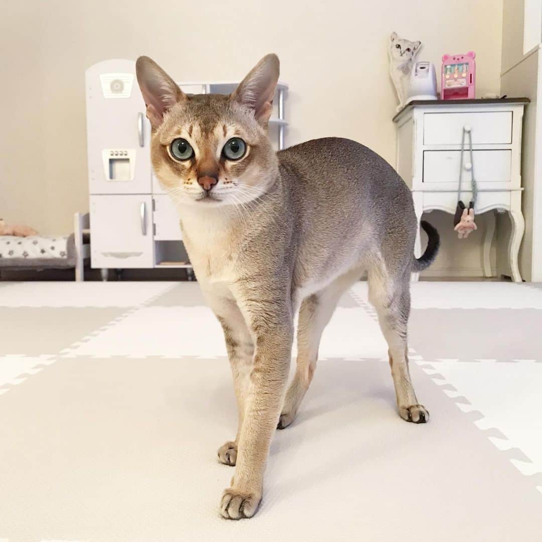 モルト♡Malt(Singapuracat)のインスタグラム：「暑くて眠れなーい🤷🏼‍♀️ 太ももの間にモルトが寝てるの🐈💤 * いつもは妹ちゃんと一緒に20時に寝ちゃったりするんだけど、今日は寝られないから久しぶりにインスタ巡りしていて、いいね👍押しまくりで迷惑かけたらごめんなさい😂」